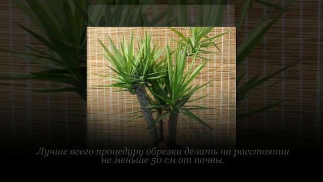 Как обрезать юкку. Обрезка юкки в домашних условиях