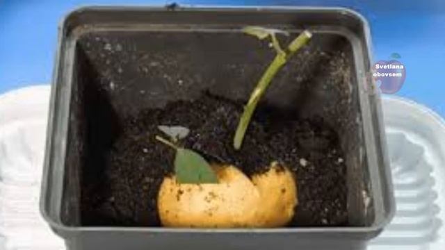 САМЫЙ НАДЕЖНЫЙ И ПРОВЕРЕННЫЙ СПОСОБ ВЫРАЩИВАНИЯ РОЗ ИЗ ЧЕРЕНКОВ - В КАРТОШКЕ.100% ПРОРАЩИВАНИЕ!!!