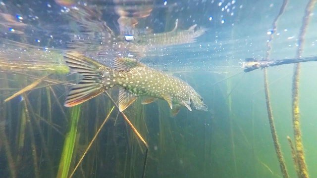 Ловля щуки и окуня на удочку! Щука на поплавок летом!