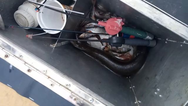 Ловля щуки. Замшани. озeро Любань.2018