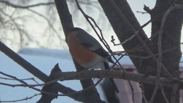 Зимующие птицы Москвы и Подмосковья. Какие птицы прилетают в мою кормушку. Названия и описания птиц