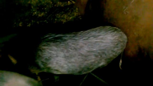 Вьетнамские свиньи уход содержание.