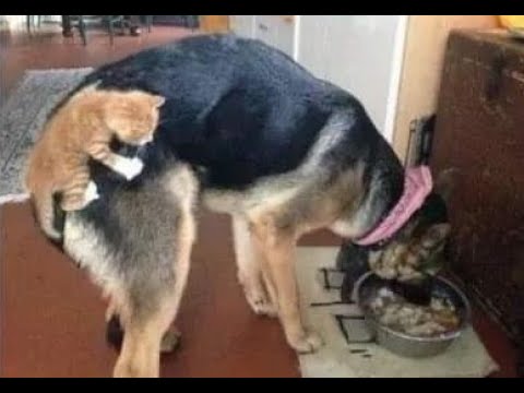 ? Коты дрессируют собак! ? Приколы с котами и собаками 2022 #18