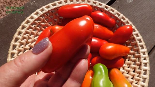 Томат КИБИЦ. Обзор сортов ТОМАТОВ!