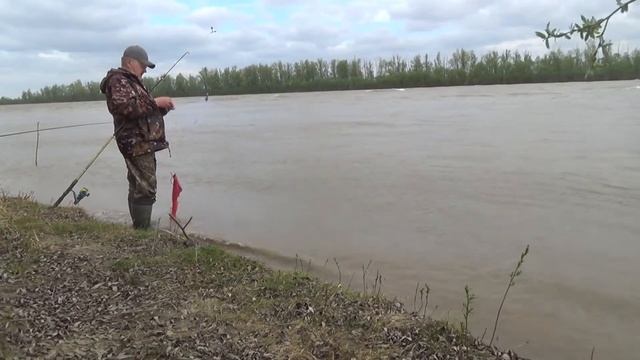 Как ловить на Китайскую сетку с кормушкой на течении. Ловим живца на щуку.