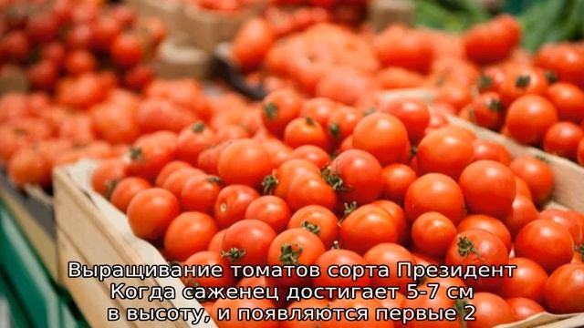 Томат Президент