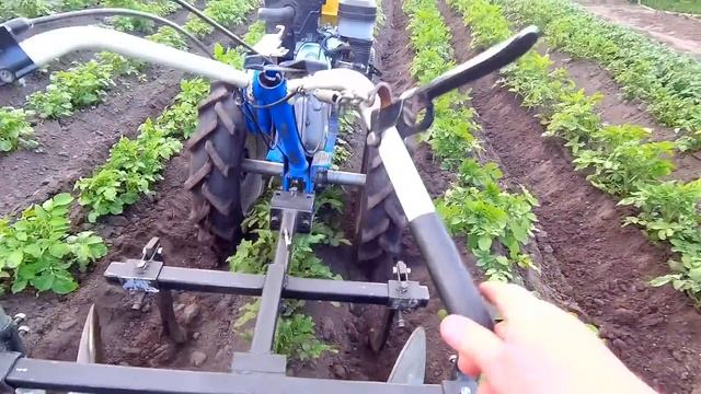 УШАСТЫЙ ИЛИ ДИСКОВЫЙ ОКУЧНИК? Второе окучивание, испытание продолжается.