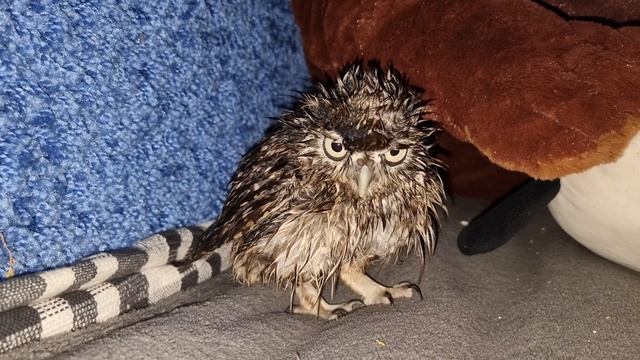 Мокрые сучиные делишки. Совёнок Лучик захотел купаться. Дождевание совы в домашних условиях