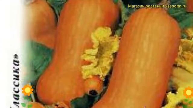 Тыква Прикубанская (Тыква). Краткий обзор, описание характеристик, где купить семена cucurbita pepo