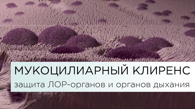 МУКОЦИЛИАРНЫЙ КЛИРЕНС – защита ЛОР-органов и органов дыхания