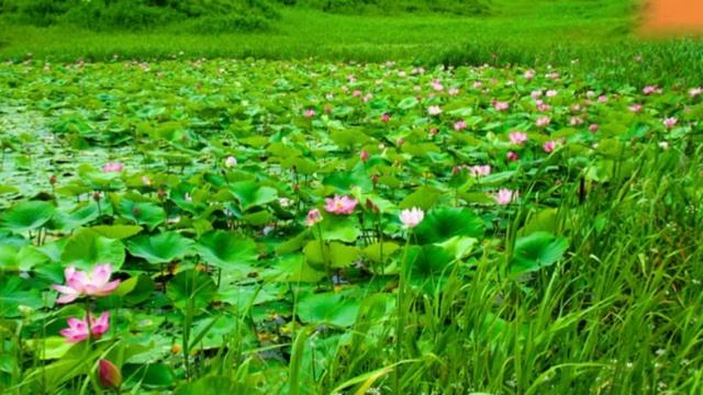 Лотосы ( Lotuses )