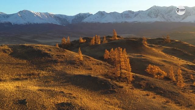 Наша Сибирь 4К:  Золотая степь