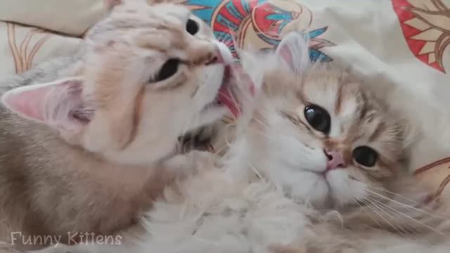 Котята Латиша и Лаврик устроили драку, но дружба всегда побеждает | Британские котята|