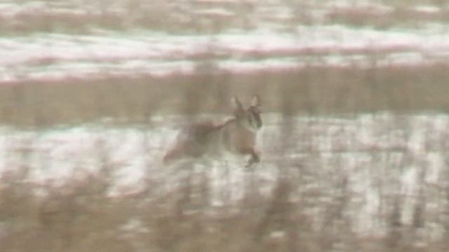 ОХОТА с БОРЗЫМИ  Михайловские испытания 11 01 2020