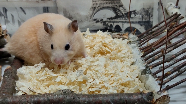 Сирийский хомячок проходит лесную полосу препятствий