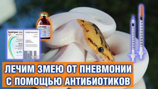 Лечение рептилий от пневмонии — Как вылечить змею от пневмонии уколами антибиотиков