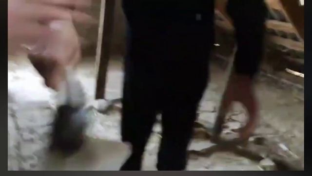 Одесские турманы. Ананьевские горбоносые голуби.