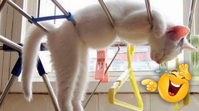 ? ПРАВИЛА НЕ ДЛЯ КОТОВ? | Приколы с котами и собаками 2022 #11