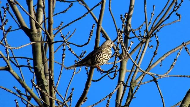 1243. Drozd brávník, Mistle Thrush, Misteldrossel, Grote lijster, Grive draine, Деряба, Paszkot