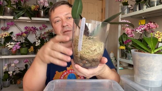 как поливать орхидею правильно  How to water an orchid ВО МХЕ