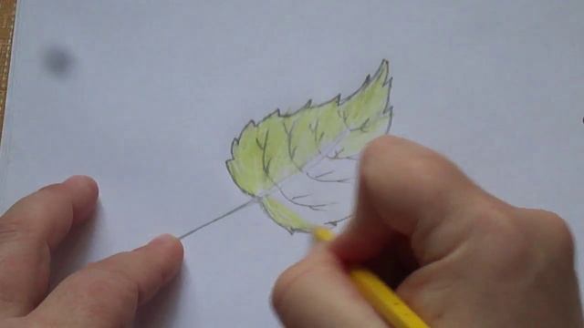 Простые уроки рисования. Как нарисовать лист березы.