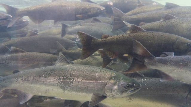 Отличная рыбалка, лосось ) Рыбалка на удочку