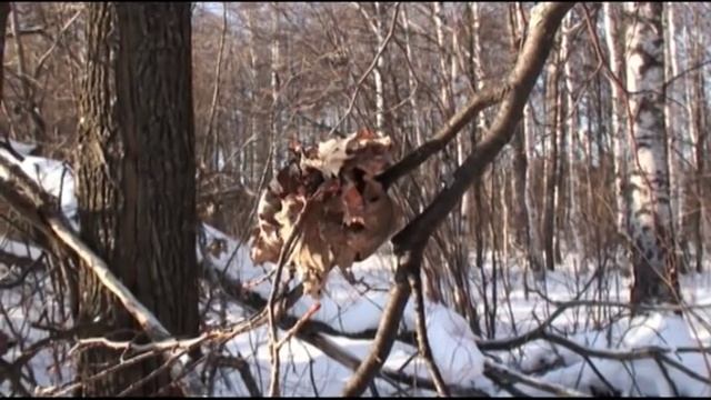 Зимняя охота на кабана