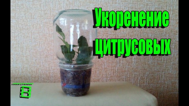 Укоренение черенков цитрусовых. Способ № 1 #Цитрусовые