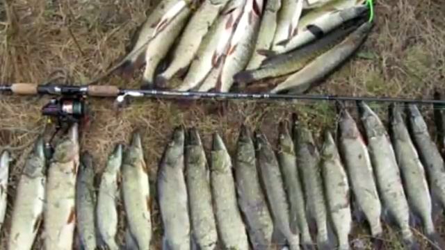 Когда начинается жор щуки