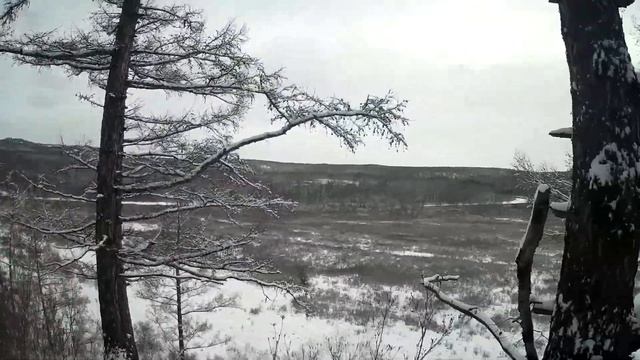 Охота на Изюбря (Олень благородный)