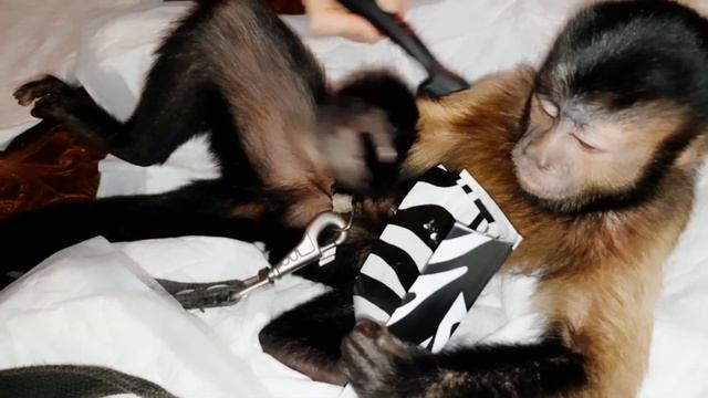 Можно ли домашнюю обезьяну приучить к туалету?!