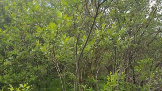 САМВЕЛ И ГОЛУБЦЫ ДРЫСЬ-ДРЫСЬ И ГОТОВО