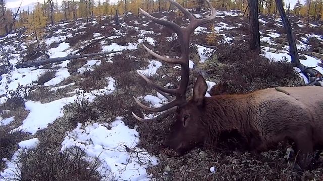 Конная охота на изюбря во время гона