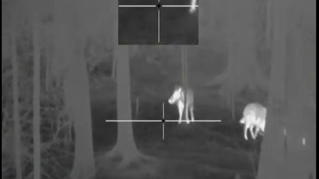 Охота на кабана с тепловизионным прицелом