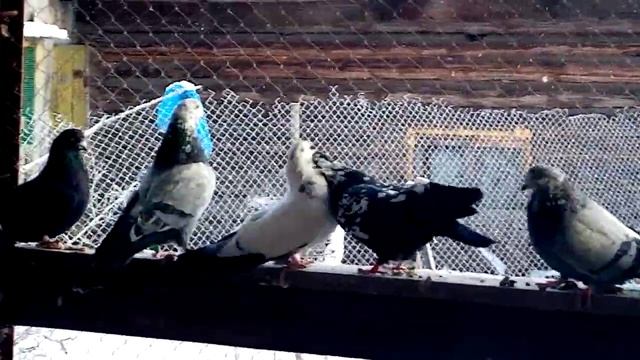 По просьбе любителей Свердловские высоколетные голуби.
