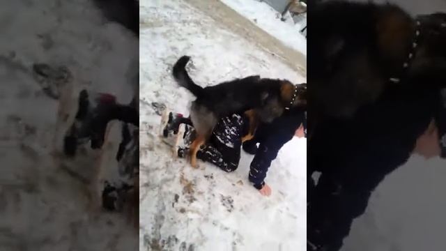 ПОЛОВОЙ АКТ С СОБАКОЙ, Пацана трахнула собака