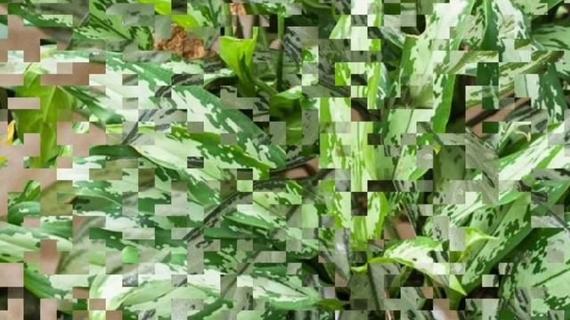 Цветок удачи Аглаонема – приметы и суеверия! Что приносит в дом Аглаонема?