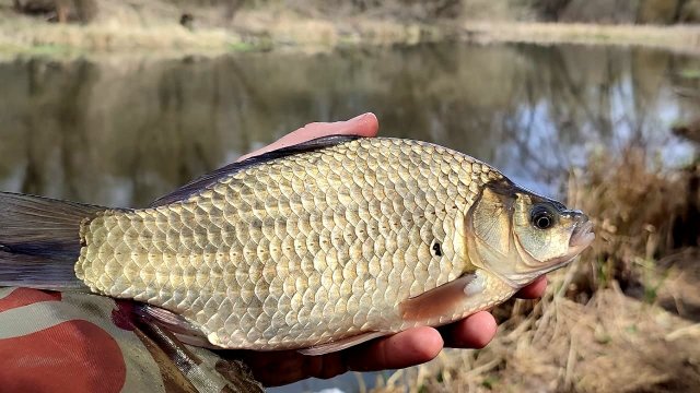 ЛОВЛЯ КАРАСЯ НА УТРЕННЕЙ ЗОРЬКЕ!!!! Рыбалка на поплавок 2024