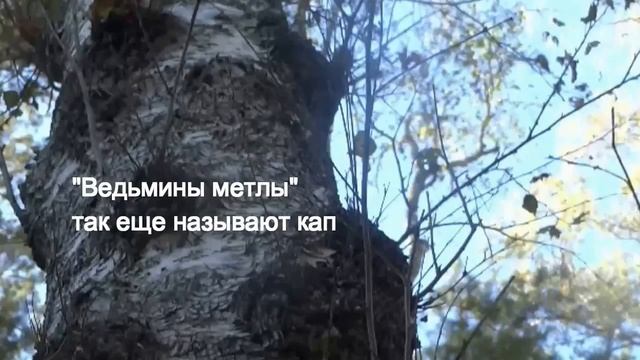 Березовый сувель и кап. Как растет сувель, как растет кап. Рукоять ножа из сувеля и капа.