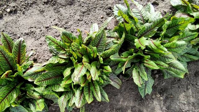 ????ЩАВЕЛЬ КРОВАВАЯ МЭРИ НА ГРЯДКЕ В ОГОРОДЕ