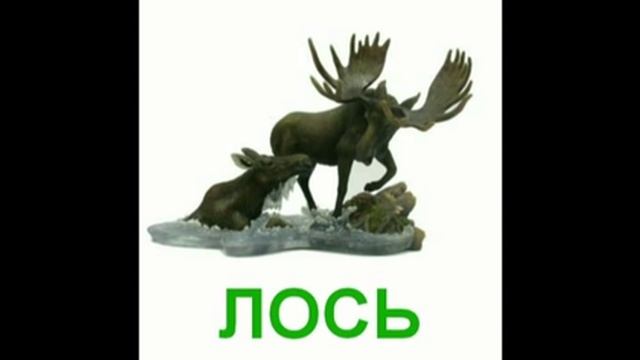 Дикие животные - картинки для малышей