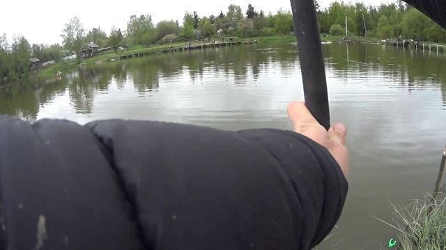 Ловля стерляди на фидер. Селёдка работает! #рыбалка