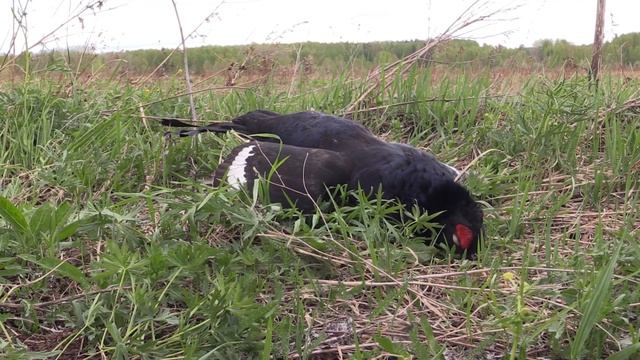 Охота на тетерева с луком