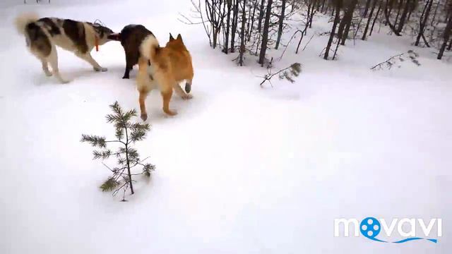 Охота с лайками на кабана.