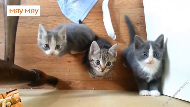 Мяуканье котят Meowing kittens Милое мяуканье котят Коты 2019