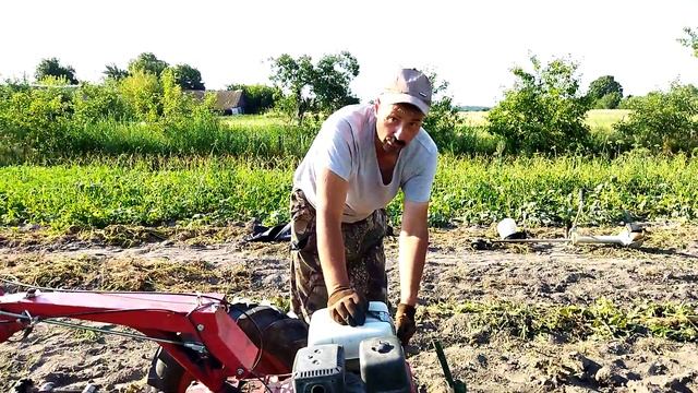 Мотоблок МТЗ-09Н/капаем молодой картофель