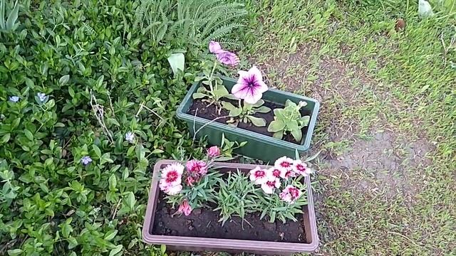 87 Антикварная лошадка с детской карусели. Дача, ель, чайный домик..