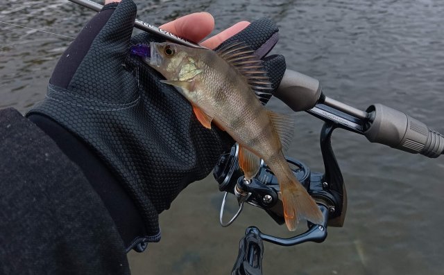 Dayo NANO PREDATOR, Хищник в деле