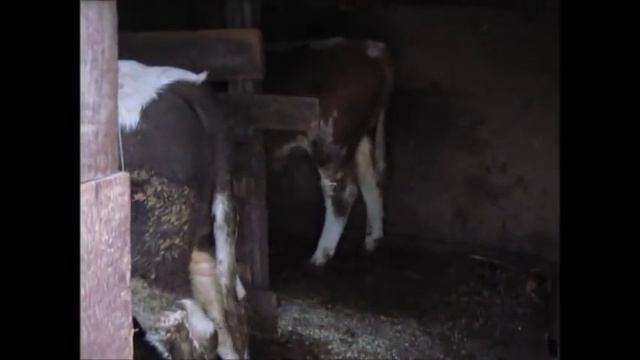 Рацион кормления бычков в 8 месяцев