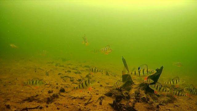 Ловля окуня на блесну зимой. Лучшие проводки зимней блесны.